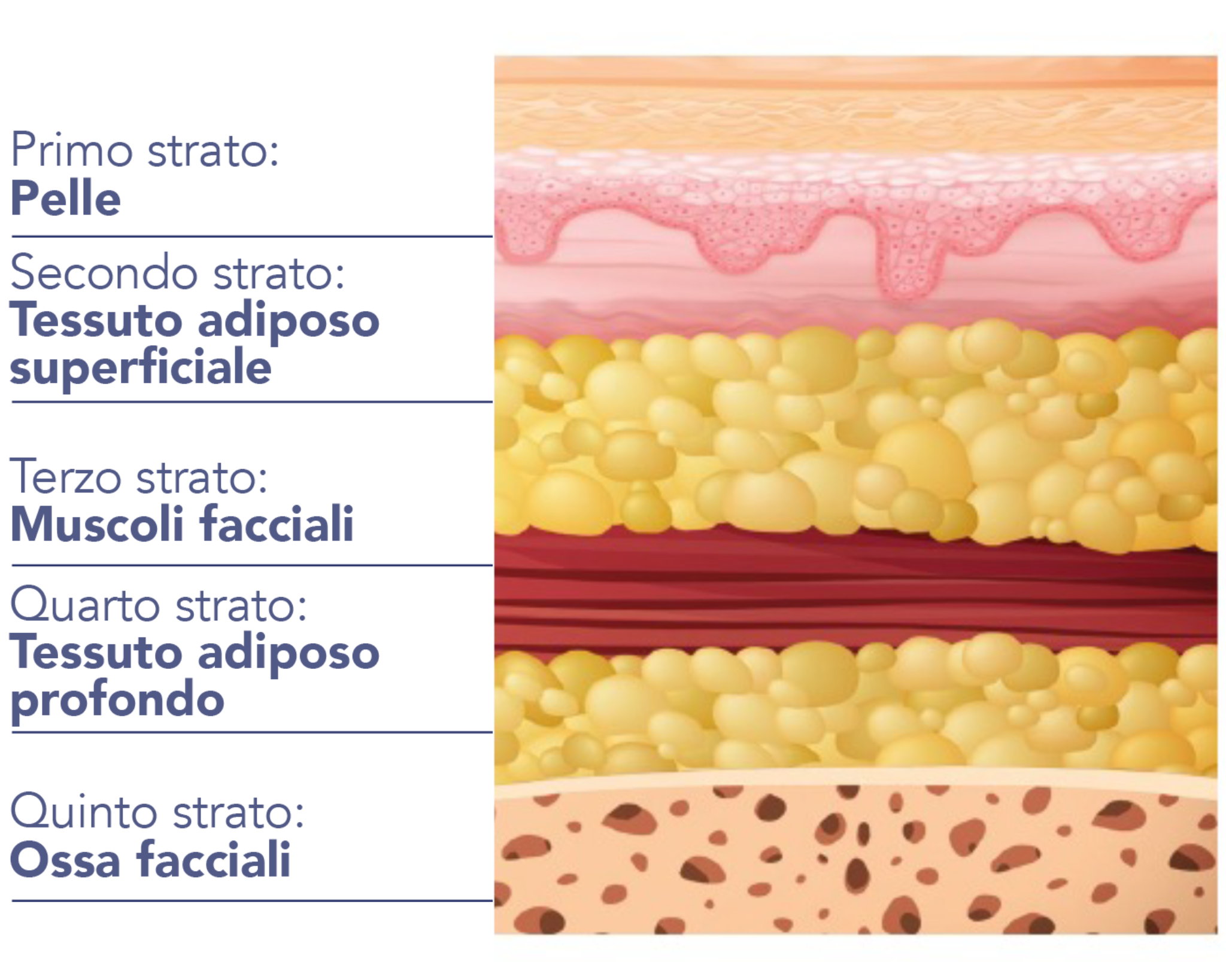 L’INVECCHIAMENTO NON RIGUARDA SOLO LA PELLE